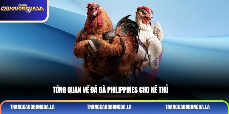Tổng quan về đá gà Philippines cho kê thủ