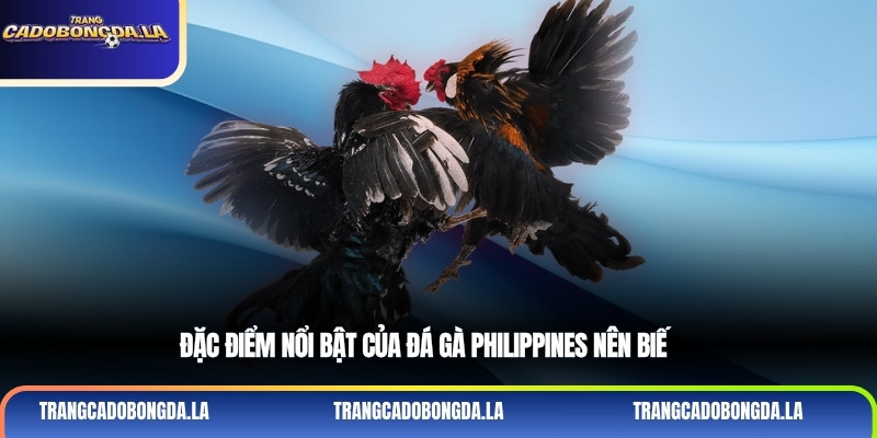 Đặc điểm nổi bật của đá gà Philippines nên biết